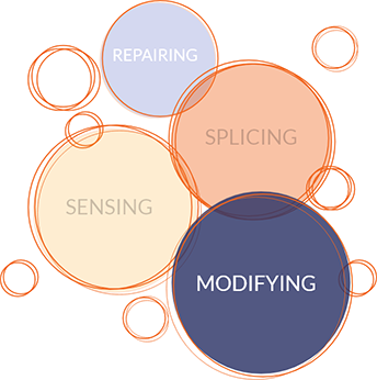 Bubbles that say the words repairing, splicing, sensing, and modifying, with the word "modifying" highlighted.
