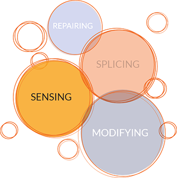 Bubbles that say the words repairing, splicing, sensing, and modifying, with the word "sensing" highlighted.