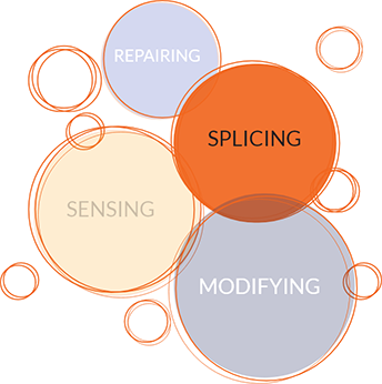 Bubbles that say the words repairing, splicing, sensing, and modifying, with the word "splicing" highlighted.