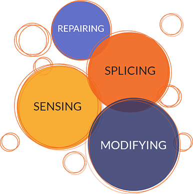 Bubbles that say the words repairing, splicing, sensing, and modifying.