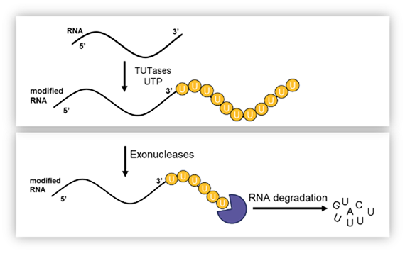 RNA graphic showing degradantion